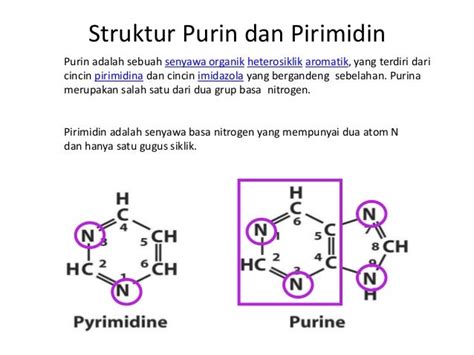Basanya Purin dan Pirimidina